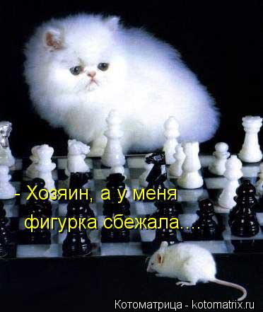 - Хозяин, а у меня фигурка сбежала....... Котоматрица: - Хозяин, а у меня фигурка сбежала....