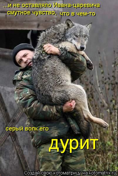 Котоматрица: ...и не оставляло Ивана-царевича  смутное чувство, что в чем-то  серый волк его дурит