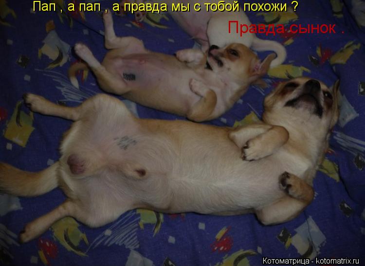 Пап , а пап , а правда мы с тобой похожи ? Правда сынок .... Котоматрица: Пап , а пап , а правда мы с тобой похожи ? Правда сынок .