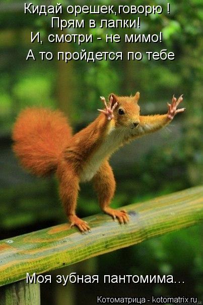 Моя зубная пантомима... Кидай орешек,говорю ! А то пройдется по тебе Прям в лапки! И, смотри - не ми... Котоматрица: Моя зубная пантомима... Кидай орешек,говорю ! А то пройдется по тебе Прям в лапки! И, смотри - не мимо!