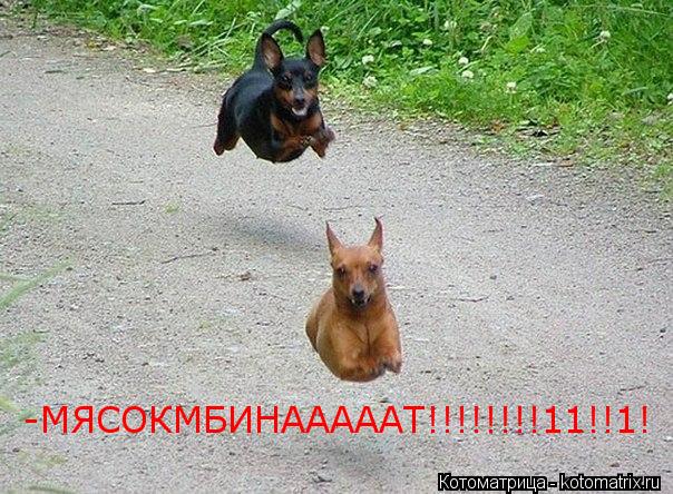 -МЯСОКМБИНАААААТ!!!!!!!!11!!1!... Котоматрица: -МЯСОКМБИНАААААТ!!!!!!!!11!!1!