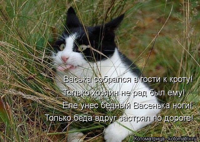 Котоматрица: Васька собрался в гости к кроту! Только хозяин не рад был ему! Еле унес бедный Васенька ноги! Только беда вдруг застрял по дороге!