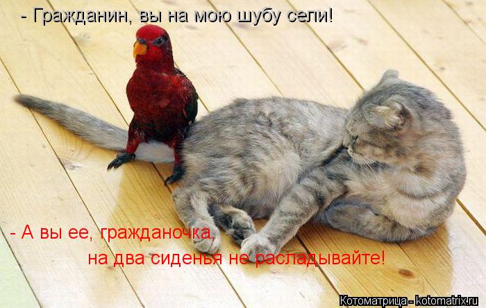 - Гражданин, вы на мою шубу сели! - А вы ее, гражданочка, на два сиденья не расладывайте!... Котоматрица: - Гражданин, вы на мою шубу сели! - А вы ее, гражданочка, на два сиденья не расладывайте!