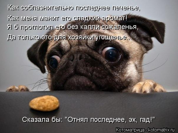 Я б проглотил его без капли сожаленья, Как соблазнительно последнее печенье, Да только это для хозяйк... Котоматрица: Я б проглотил его без капли сожаленья, Как соблазнительно последнее печенье, Да только это для хозяйки угощенье... Как меня манит его сладки