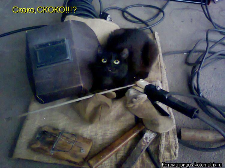 Скоко,СКОКО!!!?... Котоматрица: Скоко,СКОКО!!!?
