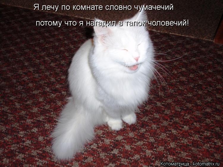 Я лечу по комнате словно чумачечий потому что я нагадил в тапок чоловечий!... Котоматрица: Я лечу по комнате словно чумачечий потому что я нагадил в тапок чоловечий!