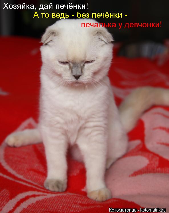 Котоматрица: Хозяйка, дай печёнки! А то ведь - без печёнки -  печалька у девчонки!