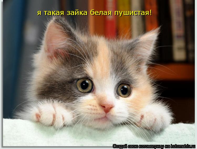 Котоматрица: я такая зайка белая пушистая!