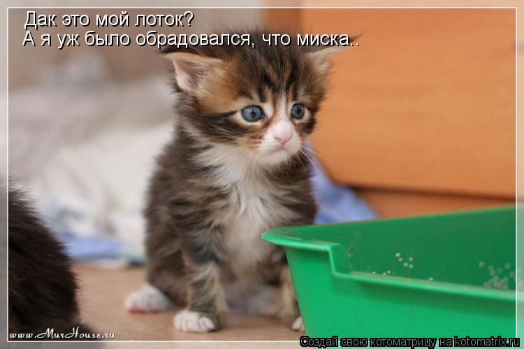 Дак это мой лоток? А я уж было обрадовался, что миска..... Котоматрица: Дак это мой лоток? А я уж было обрадовался, что миска..