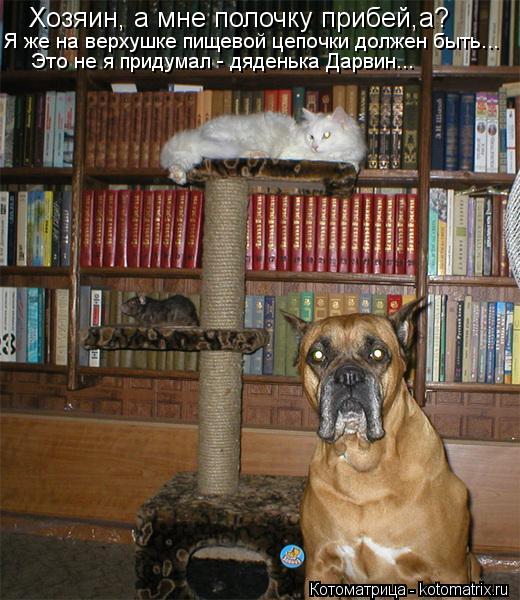 Хозяин, а мне полочку прибей,а? Я же на верхушке пищевой цепочки должен быть... Это не я придумал - д... Котоматрица: Хозяин, а мне полочку прибей,а? Я же на верхушке пищевой цепочки должен быть... Это не я придумал - дяденька Дарвин...