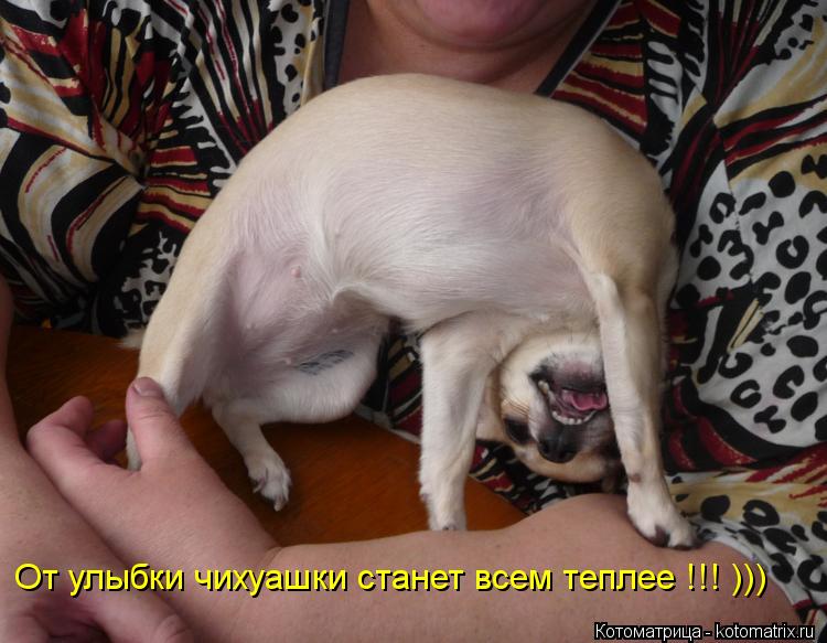 От улыбки чихуашки станет всем теплее !!! )))... Котоматрица: От улыбки чихуашки станет всем теплее !!! )))