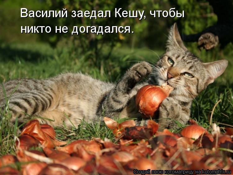 Василий заедал Кешу, чтобы никто не догадался.... Котоматрица: Василий заедал Кешу, чтобы никто не догадался.