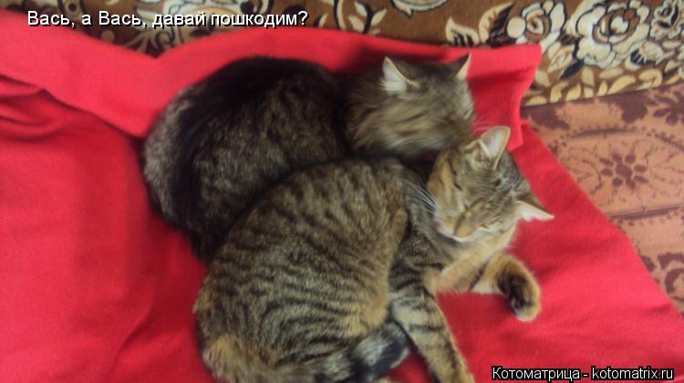 Вась, а Вась, давай пошкодим?... Котоматрица: Вась, а Вась, давай пошкодим?