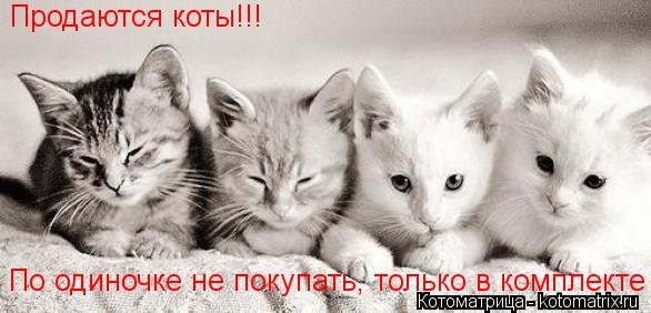 Продаются коты!!! По одиночке не покупать, только в комплекте... Котоматрица: Продаются коты!!! По одиночке не покупать, только в комплекте