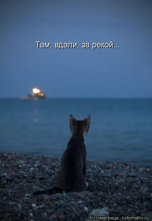 Там, вдали, за рекой...... Котоматрица: Там, вдали, за рекой...