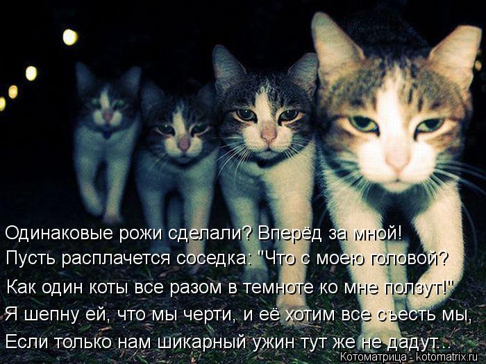 Одинаковые рожи сделали? Вперёд за мной! Как один коты все разом в темноте ко мне ползут!" Пусть расп... Котоматрица: Одинаковые рожи сделали? Вперёд за мной! Как один коты все разом в темноте ко мне ползут!" Пусть расплачется соседка: "Что с моею головой? Я ше