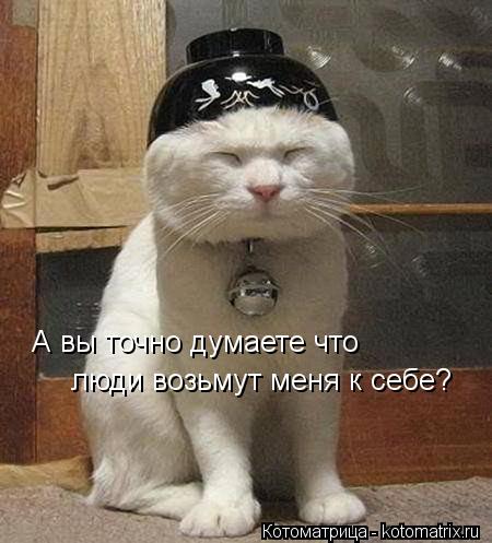 А вы точно думаете что люди возьмут меня к себе?... Котоматрица: А вы точно думаете что люди возьмут меня к себе?