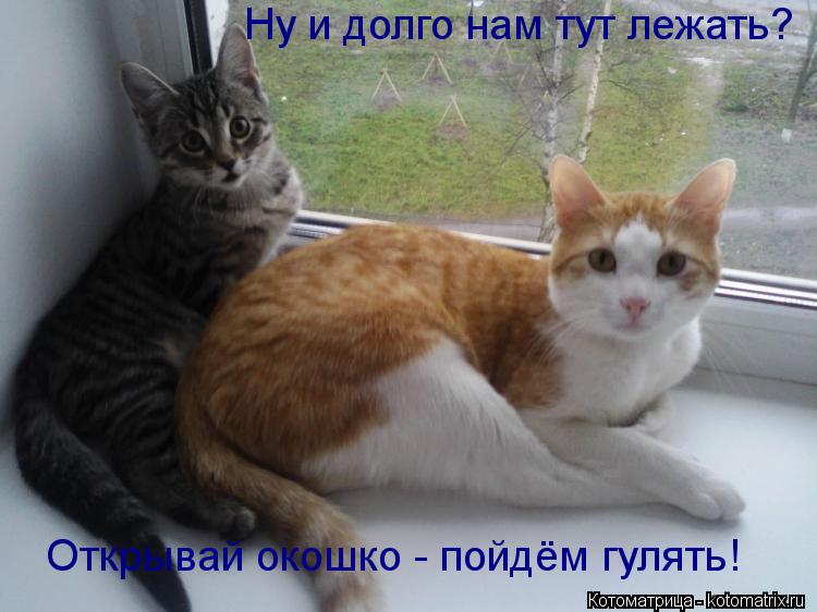 Ну и долго нам тут лежать? Открывай окошко - пойдём гулять!... Котоматрица: Ну и долго нам тут лежать? Открывай окошко - пойдём гулять!