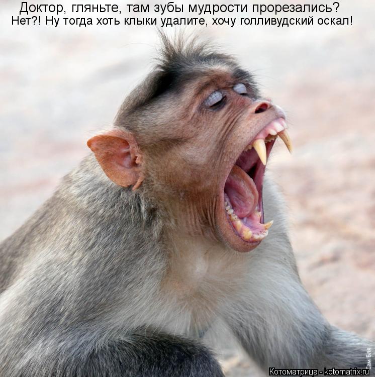 Доктор, гляньте, там зубы мудрости прорезались? Нет?! Ну тогда хоть клыки удалите, хочу голливудский ... Котоматрица: Доктор, гляньте, там зубы мудрости прорезались? Нет?! Ну тогда хоть клыки удалите, хочу голливудский оскал!