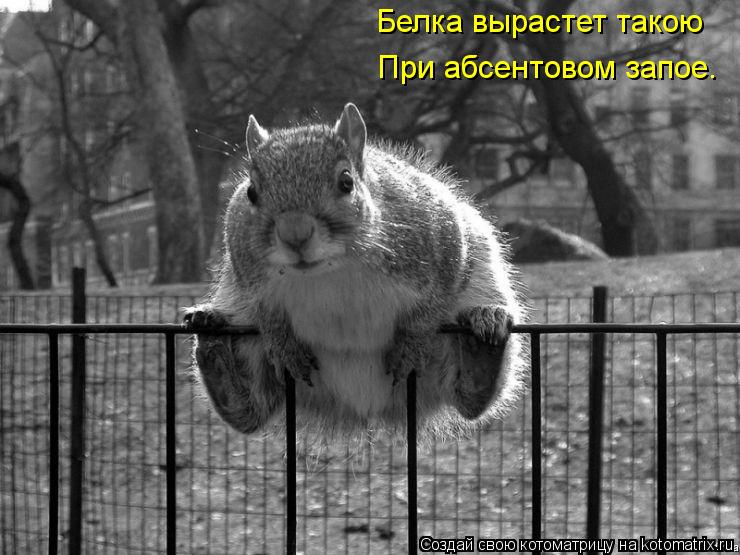 Белка вырастет такою При абсентовом запое.... Котоматрица: Белка вырастет такою При абсентовом запое.