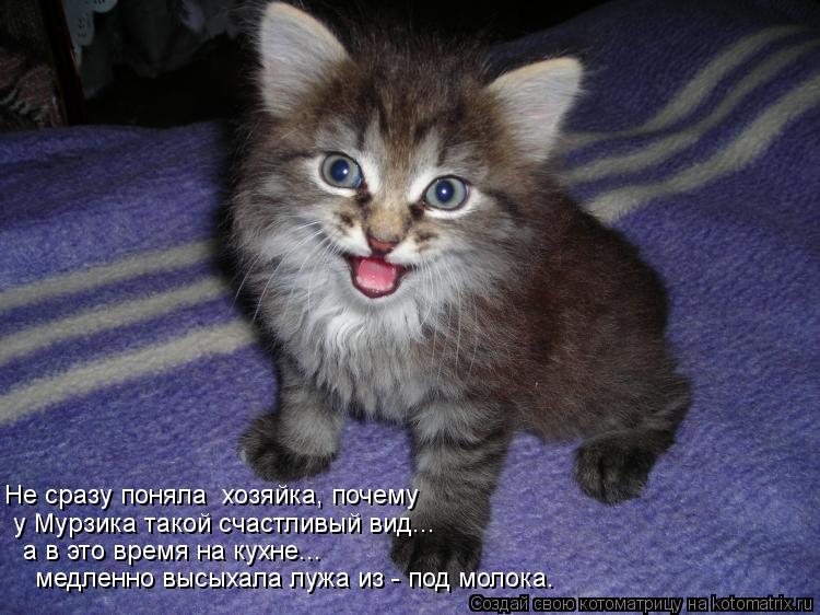 Не сразу поняла хозяйка, почему у Мурзика такой счастливый вид... а в это время на кухне... медленн... Котоматрица: Не сразу поняла хозяйка, почему у Мурзика такой счастливый вид... а в это время на кухне... медленно высыхала лужа из - под молока.