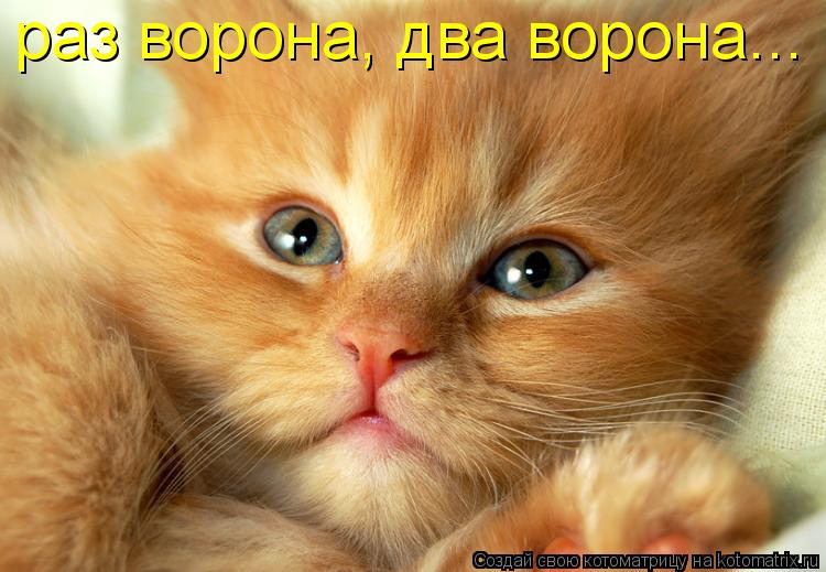 раз ворона, два ворона...... Котоматрица: раз ворона, два ворона...