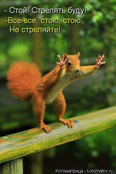 - Стой! Стрелять буду! -Все-все, стою, стою. Не стреляйте!... Котоматрица: - Стой! Стрелять буду! -Все-все, стою, стою. Не стреляйте!