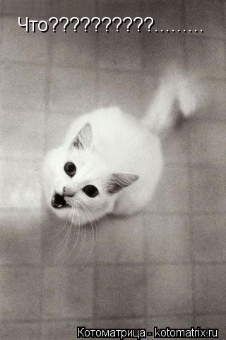 Что??????????............ Котоматрица: Что??????????.........