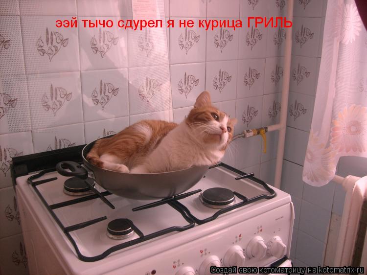 ээй тычо сдурел я не курица ГРИЛЬ... Котоматрица: ээй тычо сдурел я не курица ГРИЛЬ