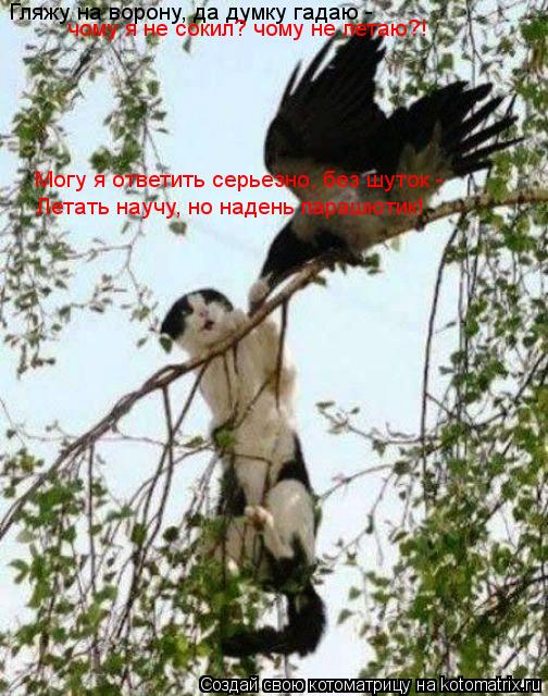 Гляжу на ворону, да думку гадаю - чому я не сокил? чому не летаю?! Могу я ответить серьезно, без шуто... Котоматрица: Гляжу на ворону, да думку гадаю - чому я не сокил? чому не летаю?! Могу я ответить серьезно, без шуток - Летать научу, но надень парашютик!
