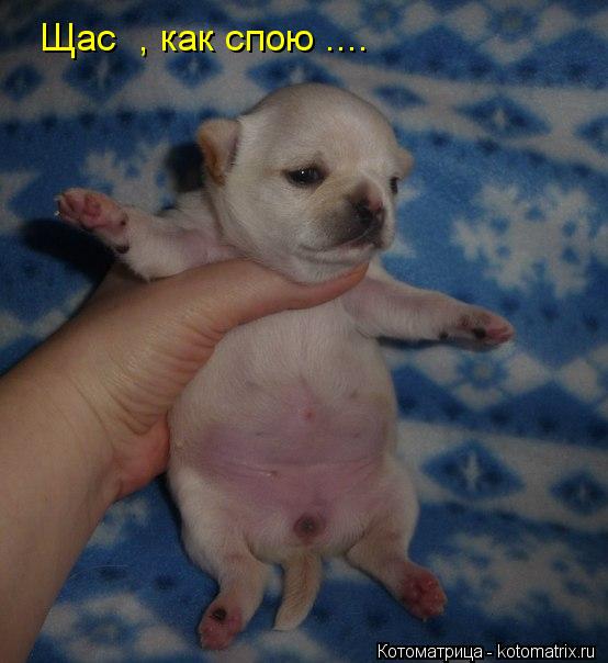 Щас , как спою ....... Котоматрица: Щас , как спою ....