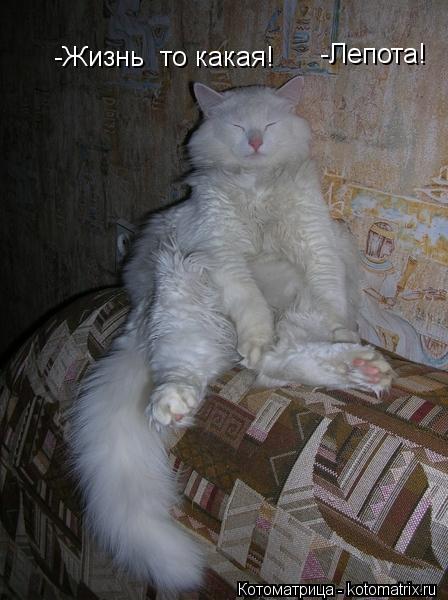 -Жизнь то какая! -Лепота! -Лепота!... Котоматрица: -Жизнь то какая! -Лепота! -Лепота!