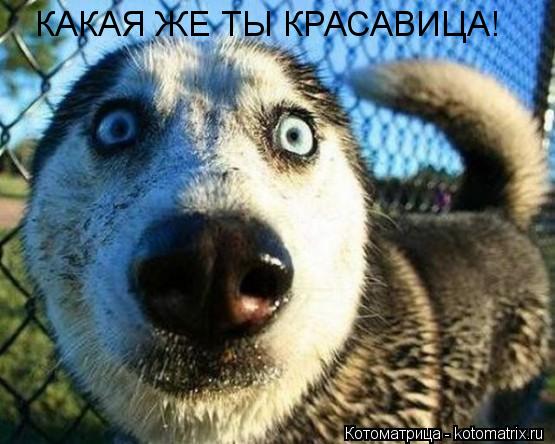 КАКАЯ ЖЕ ТЫ КРАСАВИЦА!... Котоматрица: КАКАЯ ЖЕ ТЫ КРАСАВИЦА!