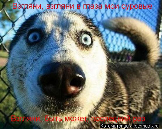 Взгляни, взгляни в глаза мои суровые Взгляни, быть может, последний раз... Котоматрица: Взгляни, взгляни в глаза мои суровые Взгляни, быть может, последний раз