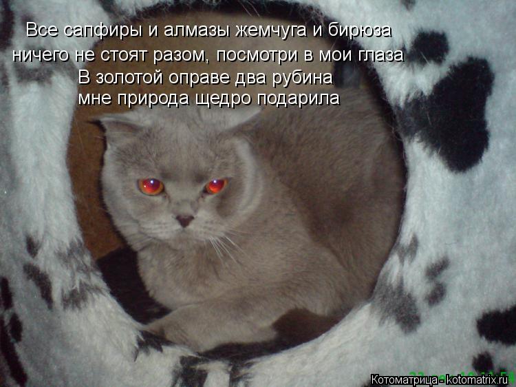 Все сапфиры и алмазы жемчуга и бирюза ничего не стоят разом, посмотри в мои глаза В золотой оправе ... Котоматрица: Все сапфиры и алмазы жемчуга и бирюза ничего не стоят разом, посмотри в мои глаза В золотой оправе два рубина мне природа щедро подарила
