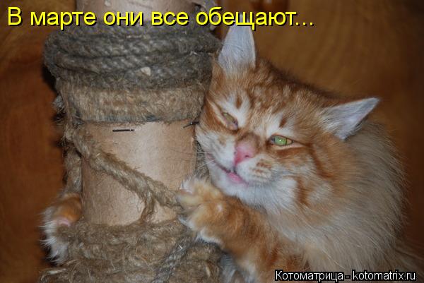 В марте они все обещают...... Котоматрица: В марте они все обещают...