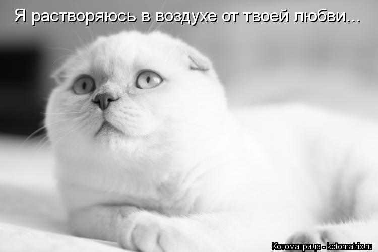 Я растворяюсь в воздухе от твоей любви...... Котоматрица: Я растворяюсь в воздухе от твоей любви...