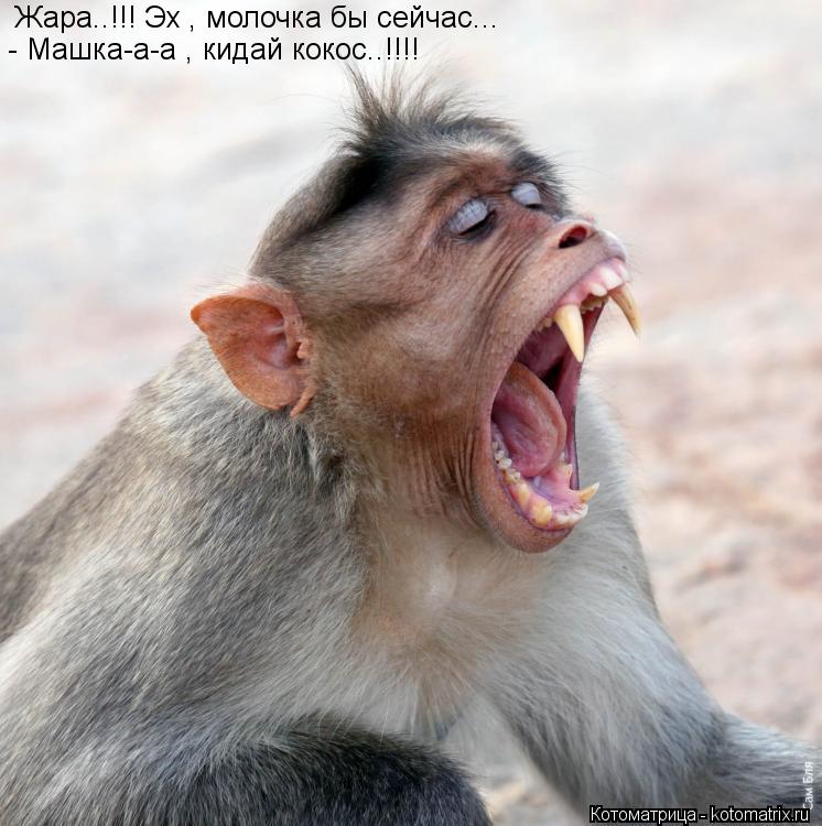 Жара..!!! Эх , молочка бы сейчас... - Машка-а-а , кидай кокос..!!!!... Котоматрица: Жара..!!! Эх , молочка бы сейчас... - Машка-а-а , кидай кокос..!!!!