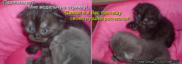 -Парикмахер? Мне модельную стрижку! -Давайте я Вас причешу своей лучшей расческой!... Котоматрица: -Парикмахер? Мне модельную стрижку! -Давайте я Вас причешу своей лучшей расческой!