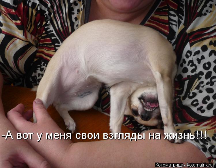 -А вот у меня свои взгляды на жизнь!!!... Котоматрица: -А вот у меня свои взгляды на жизнь!!!