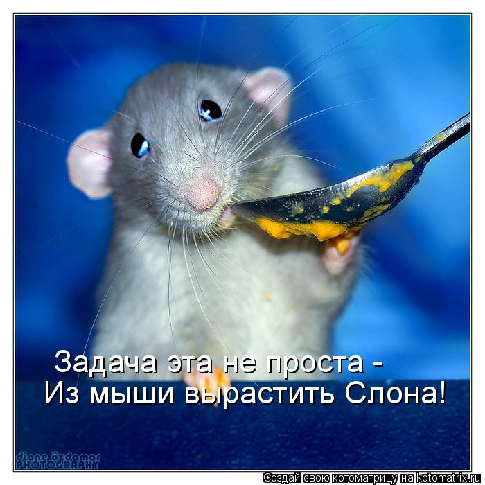 Задача эта не проста - Из мыши вырастить Слона!... Котоматрица: Задача эта не проста - Из мыши вырастить Слона!