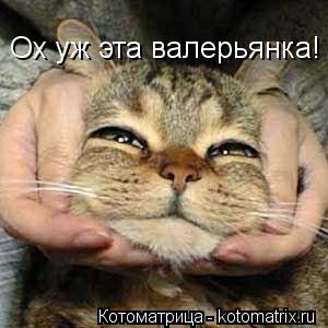 Ох уж эта валерьянка!... Котоматрица: Ох уж эта валерьянка!