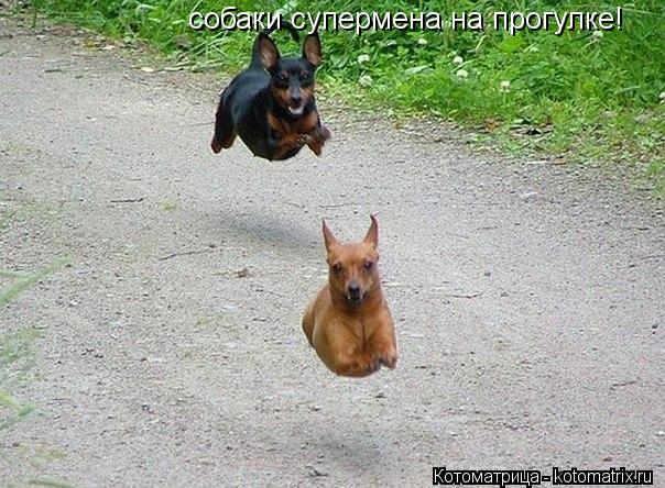 собаки супермена на прогулке!... Котоматрица: собаки супермена на прогулке!