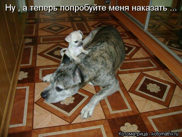 Ну , а теперь попробуйте меня наказать ...... Котоматрица: Ну , а теперь попробуйте меня наказать ...