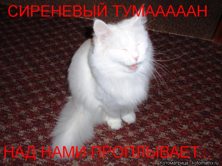 Котоматрица: СИРЕНЕВЫЙ ТУМАААААН НАД НАМИ ПРОПЛЫВАЕТ...