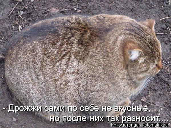 - Дрожжи сами по себе не вкусные, но после них так разносит....... Котоматрица: - Дрожжи сами по себе не вкусные, но после них так разносит....