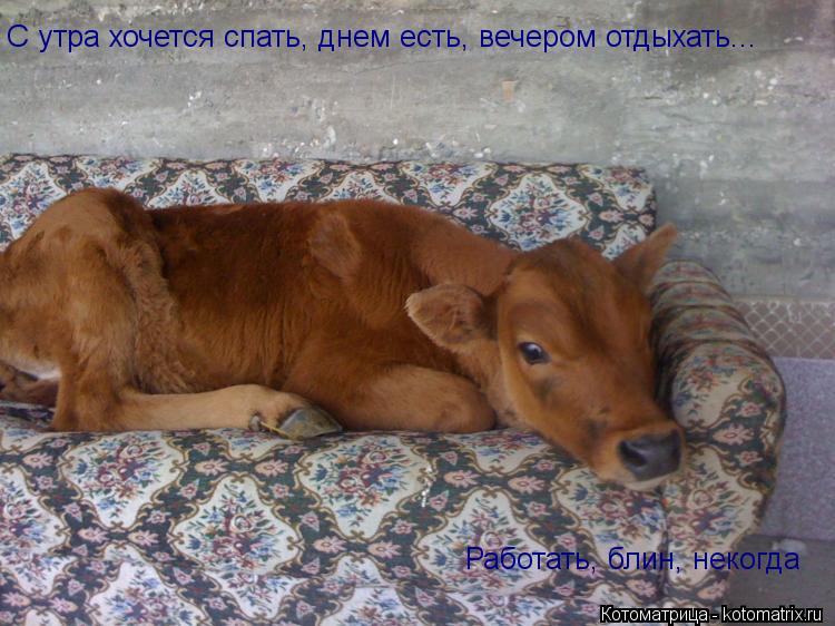 С утра хочется спать, днем есть, вечером отдыхать... Работать, блин, некогда... Котоматрица: С утра хочется спать, днем есть, вечером отдыхать... Работать, блин, некогда