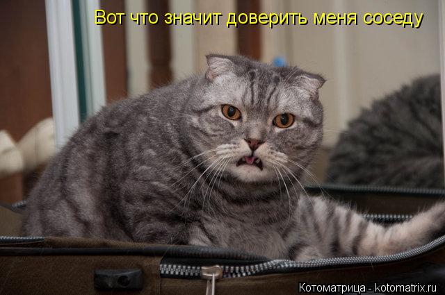 Вот что значит доверить меня соседу... Котоматрица: Вот что значит доверить меня соседу