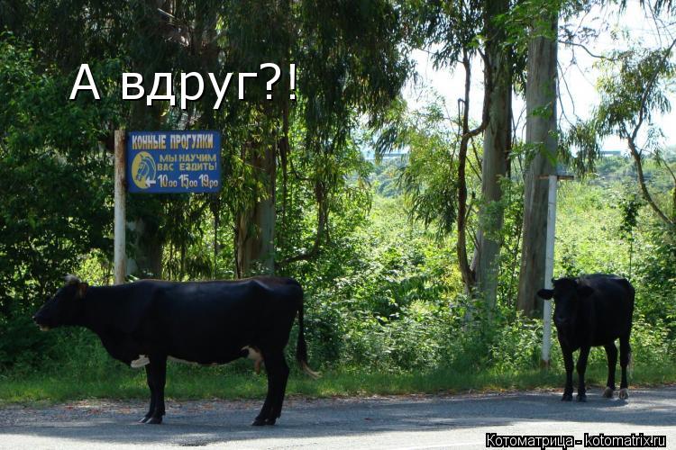 А вдруг?!... Котоматрица: А вдруг?!