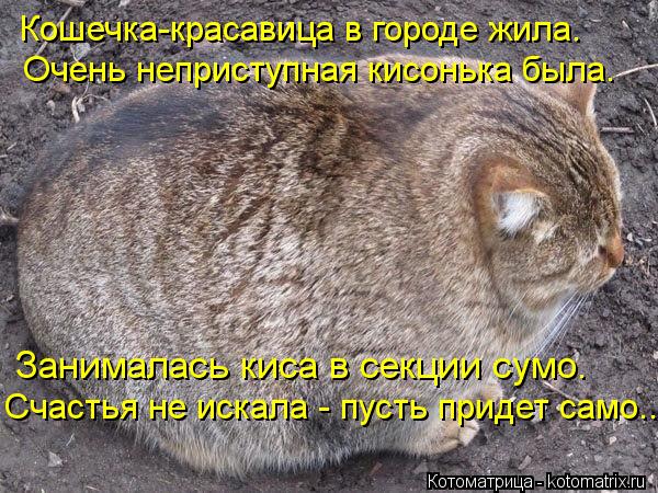 Занималась киса в секции сумо. Счастья не искала - пусть придет само... Кошечка-красавица в городе жи... Котоматрица: Занималась киса в секции сумо. Счастья не искала - пусть придет само... Кошечка-красавица в городе жила. Очень неприступная кисонька была.